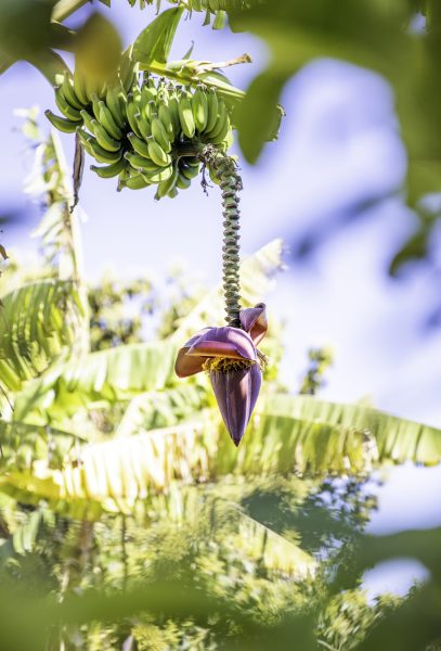 Agricultura ecologica tenerife